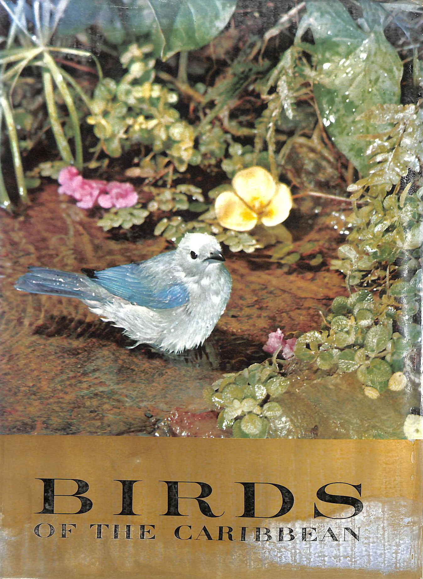 ALLEN, ROBERT PORTER - Birds Of The Caribbean